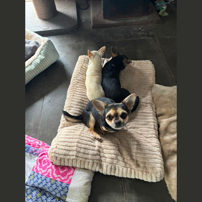 Photo of Apple & Orange