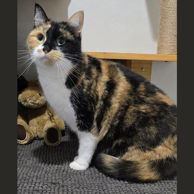 Photo of Luna