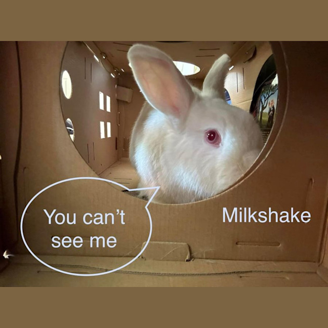 Photo of Milkshake And Tilly