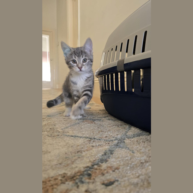Photo of Jasmine