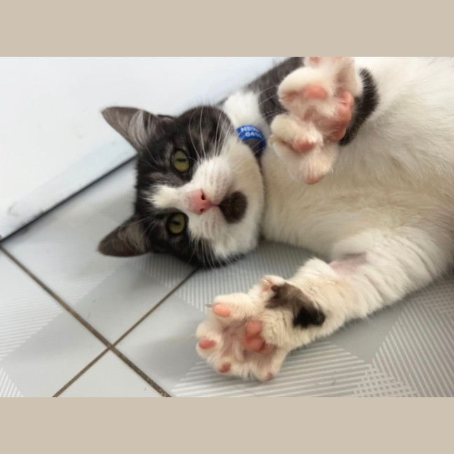 Photo of Kitty Witty   11 Month Old Domestic Short Hair