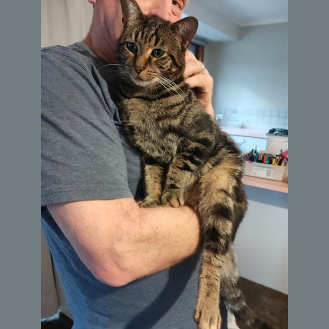 Photo of Biscuit (Located In Berwick)