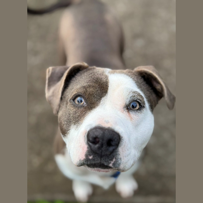 Photo of Shelby 