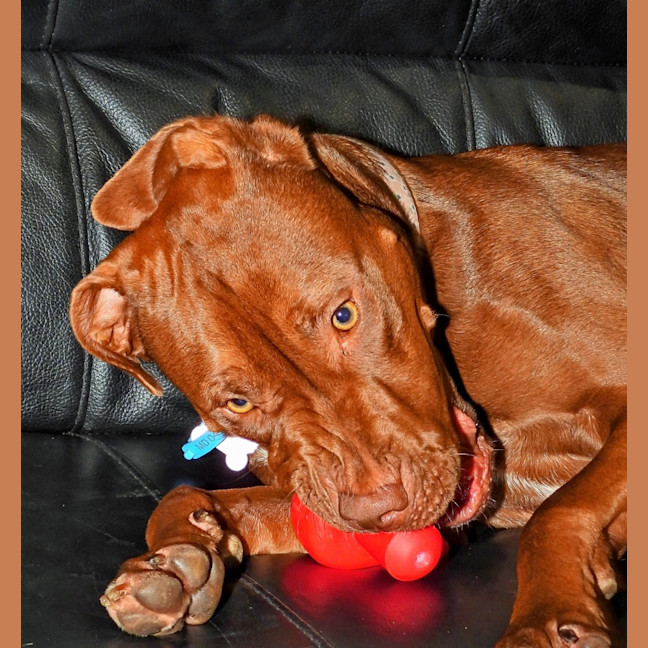 Photo of Coco