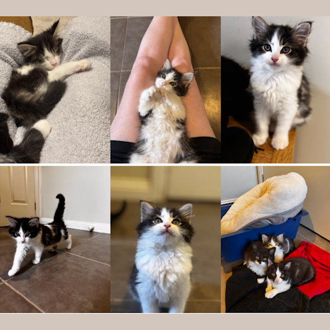 Photo of Pari (Was Coco Prev. Echo)