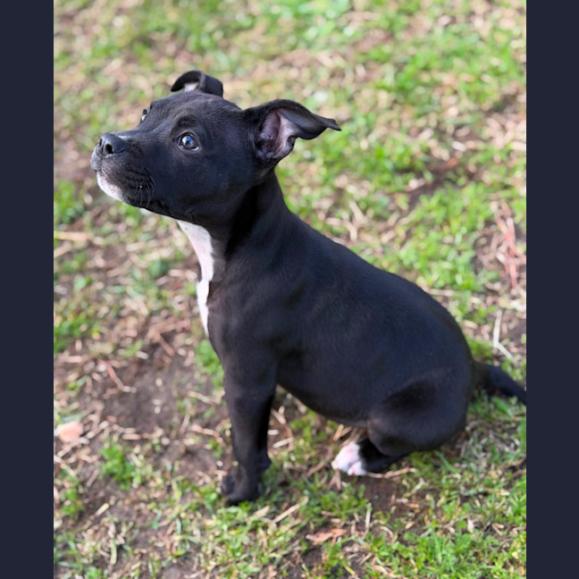 Photo of Tinka