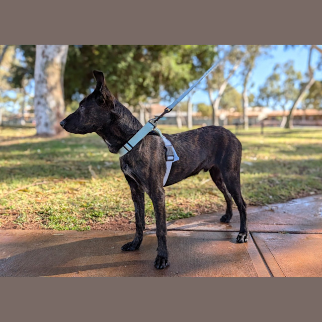 Photo of Koda