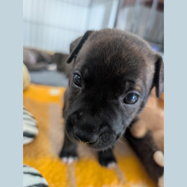 Photo of Phoenix (Waluigi)