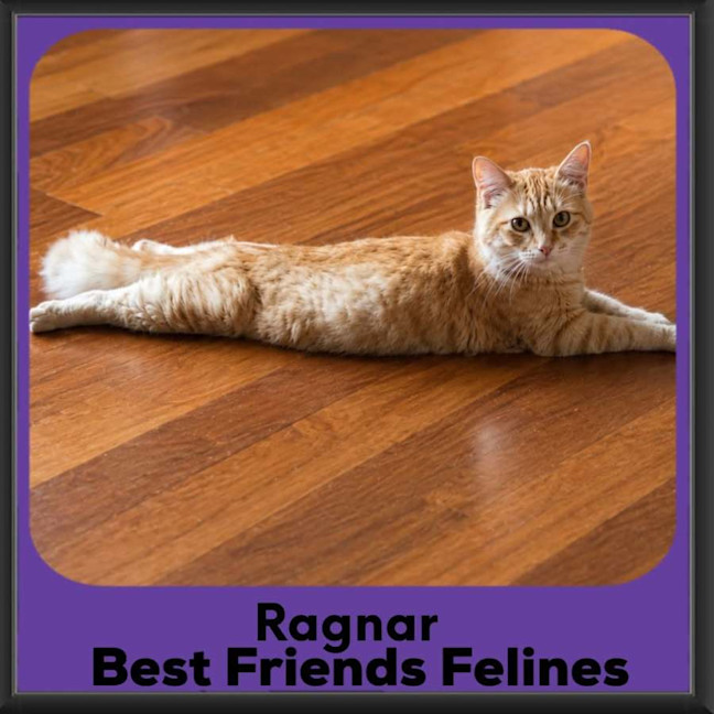 Photo of Ragnar