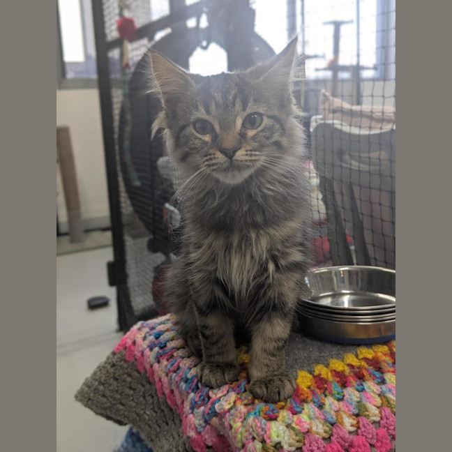 Photo of 🧶 Sebastian 6895 🧶