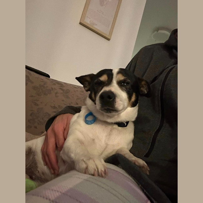 Photo of Oreo
