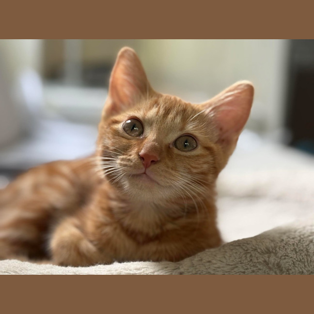 Photo of Marmalade