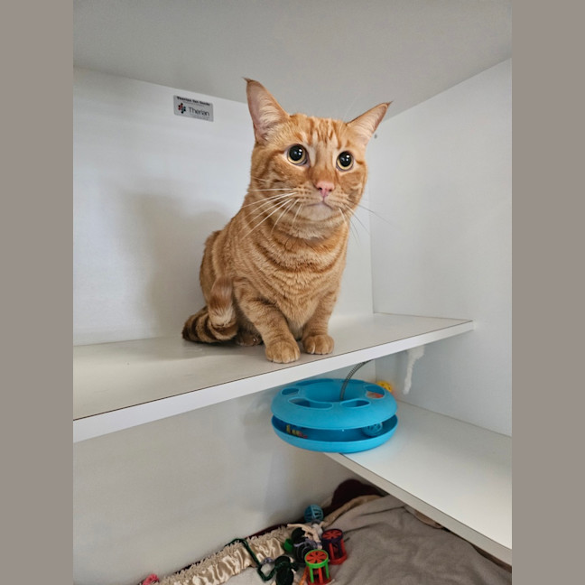 Photo of Mr. Nibbles