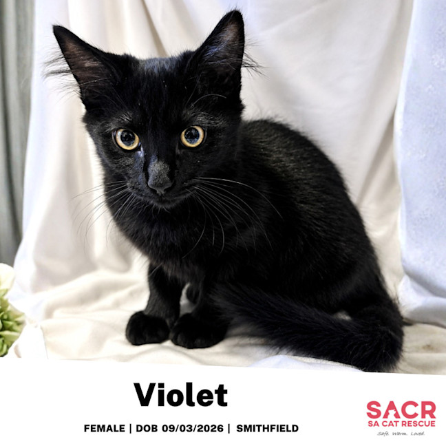 Photo of Violet