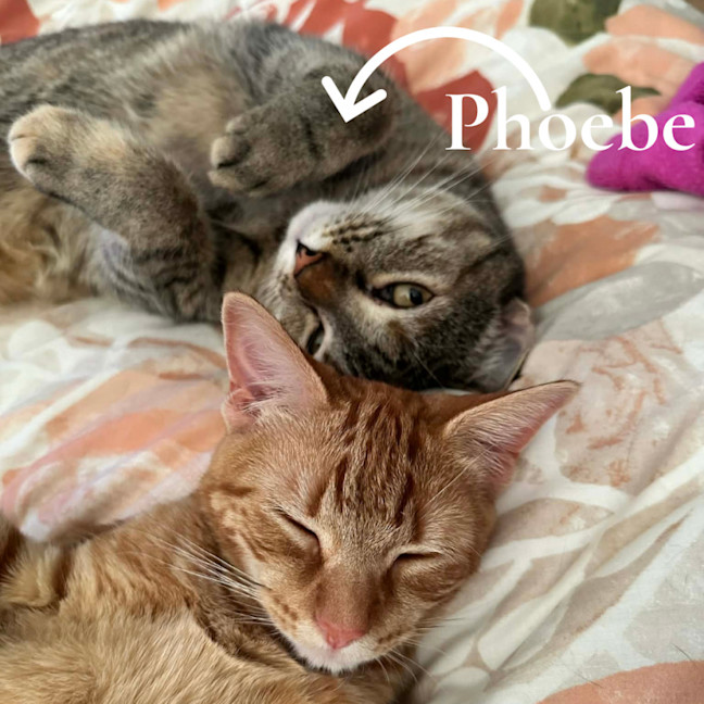 Photo of Phoebe