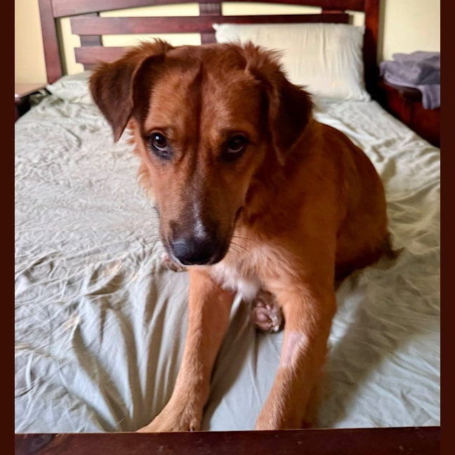 Photo of Krypto