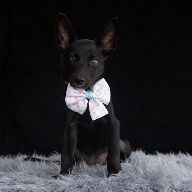 Photo of Nyx