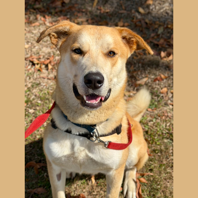 Photo of Cheeseburger