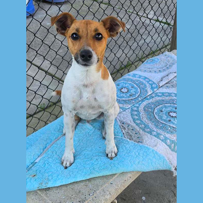 Photo of Chevy