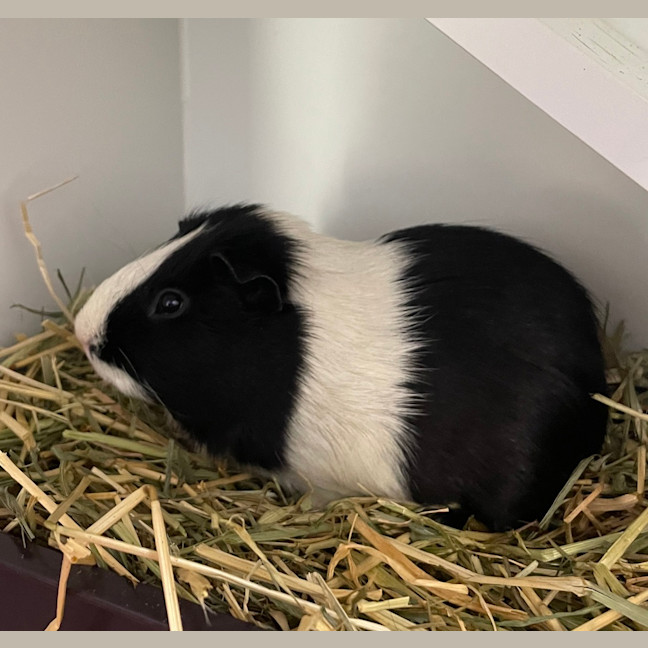 Photo of Chester (Bonded To Squidward)