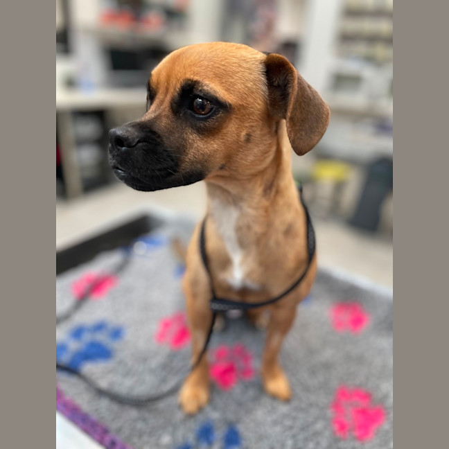 Photo of Ruby