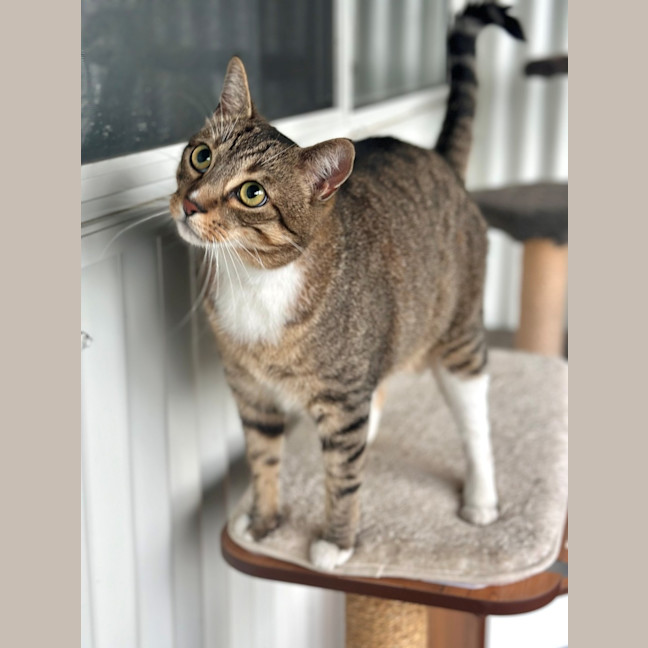 Photo of Smokey Bandit