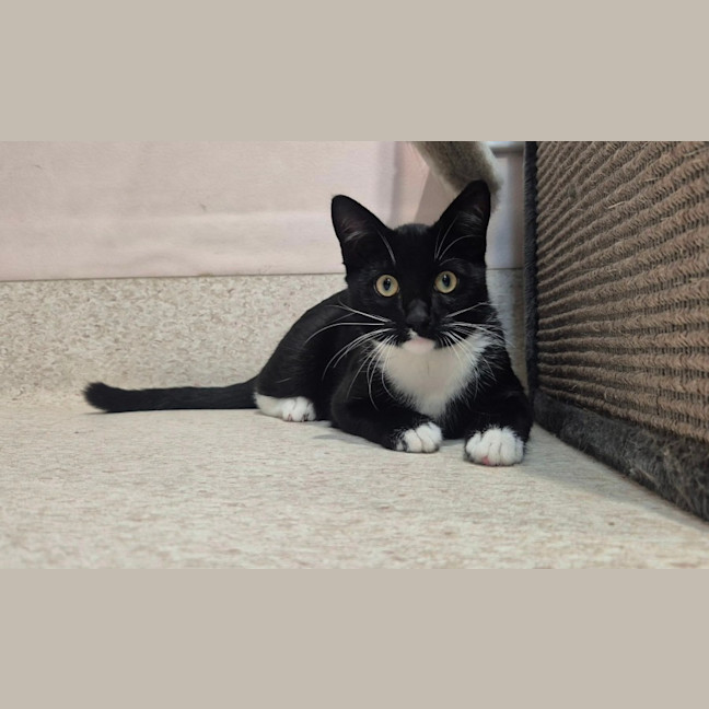 Photo of Onyx (0032)