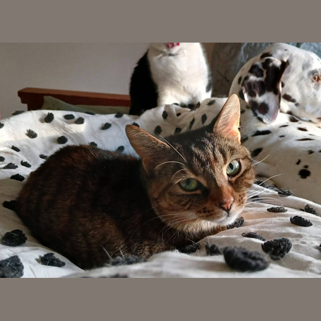 Photo of Scoot
