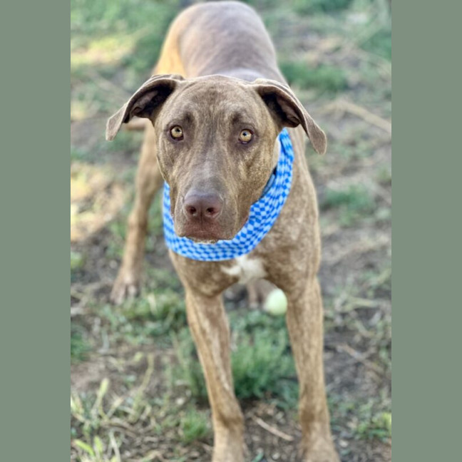 Photo of Scooby
