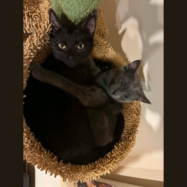 Photo of Onyx   In Foster Care In Eltham