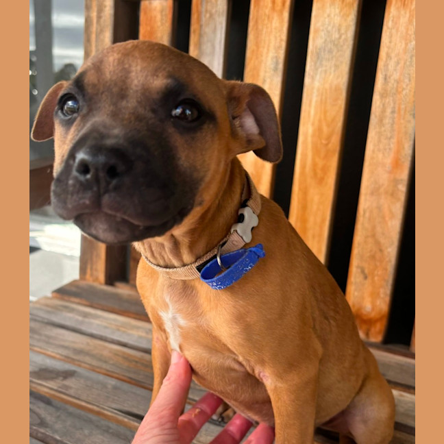 Photo of Charlee   10 Week Old Staffy X (Trial)