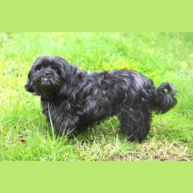 Photo of Dixie And Peppa Tamblyn