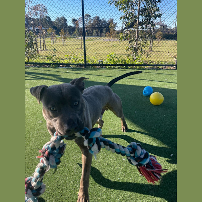 Photo of Dave Imp 678