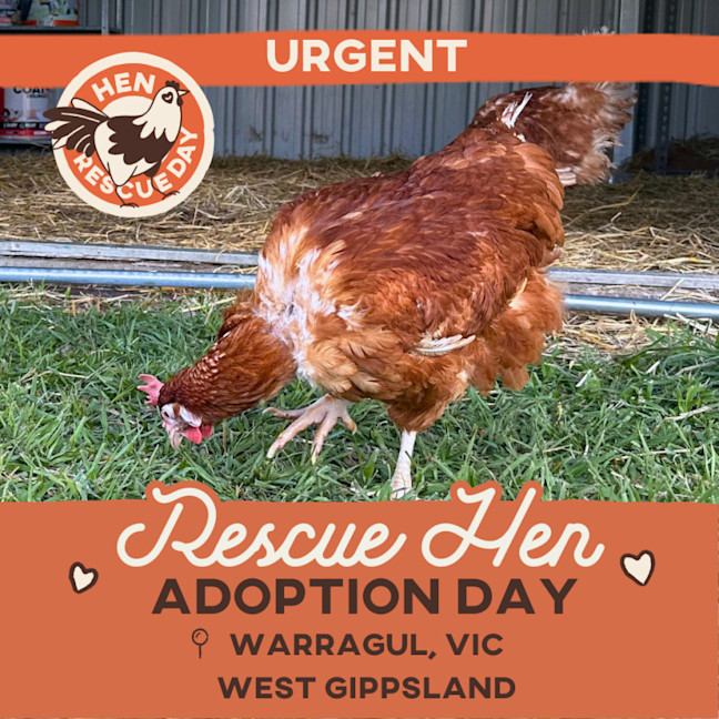Photo of Warragul, Vic   Rescue Hens   Adoption Day