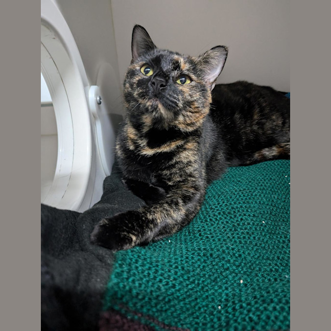 Photo of Tuppence