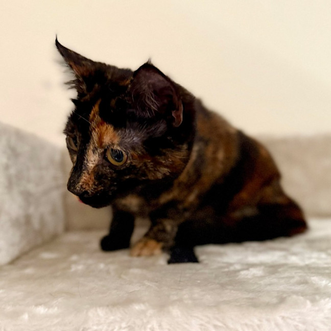 Photo of Vixen   In Foster Care In Bellfield