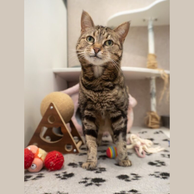 Photo of Slinky