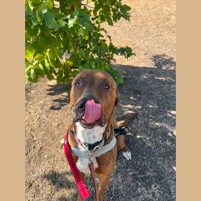 Photo of Mojo