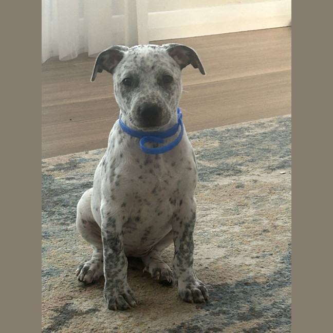 Photo of Dotty   10 Week Old Cattle Dog X Staffy
