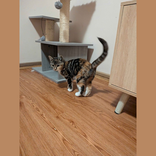Photo of Popcorn