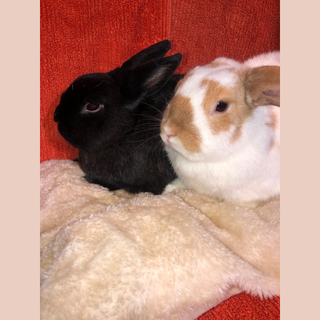 Photo of Alfie & Honey