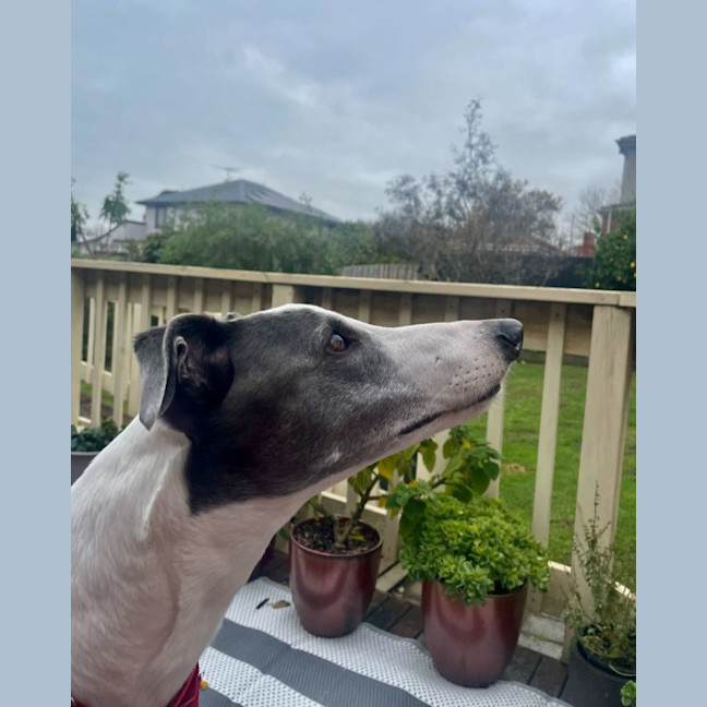 Photo of Marley
