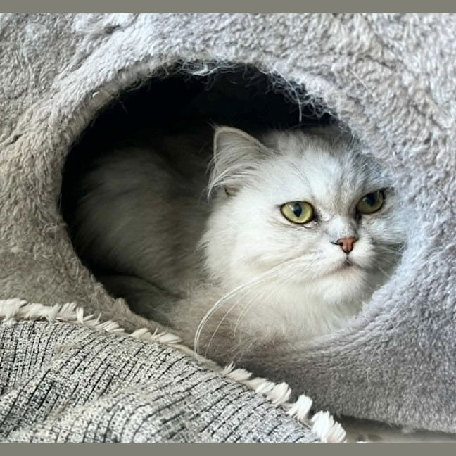 Photo of 🪴Nettle🪴
