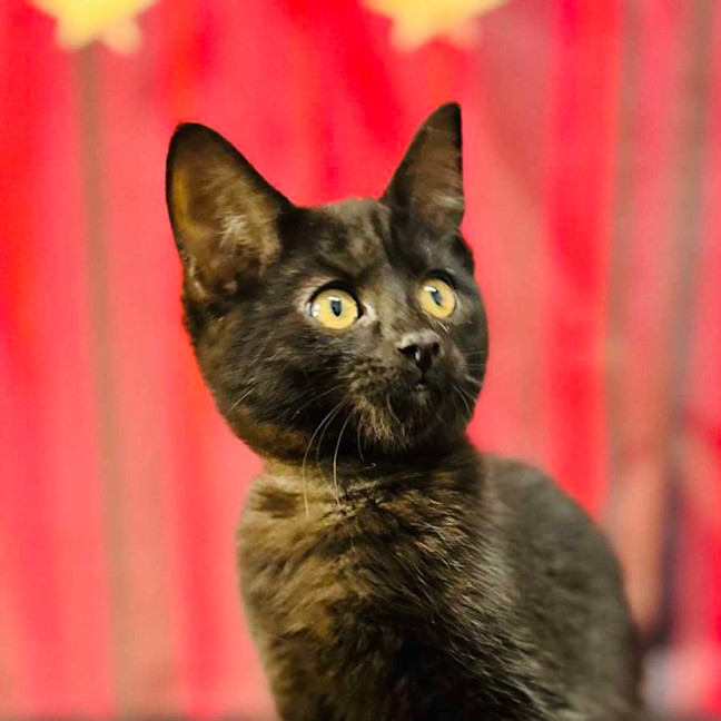 Photo of Draco (Located In Preston) 