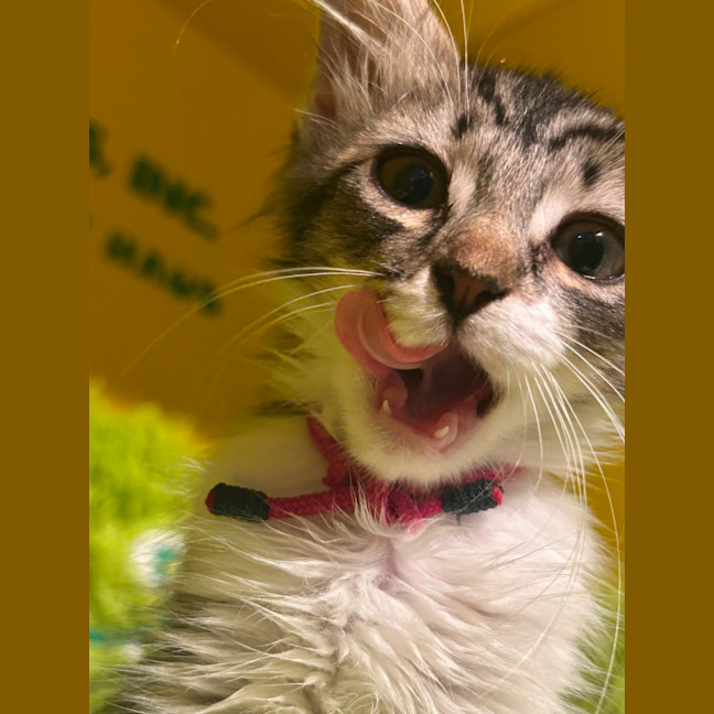 Photo of Taxy