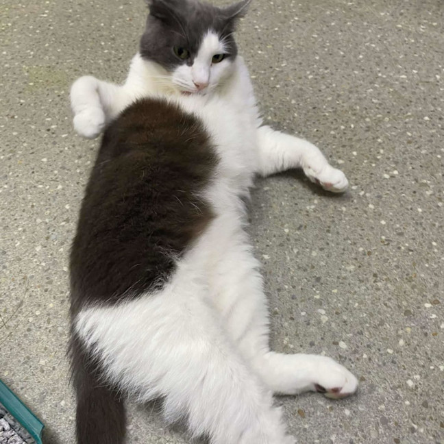 Photo of Monty 👑 *9 Lives Project Rescue*