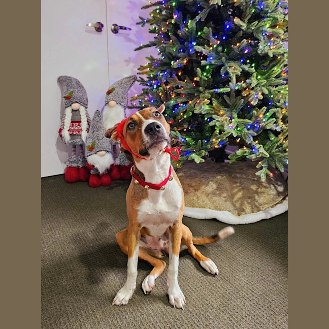 Photo of Gidget *$350 Adoption Fee*