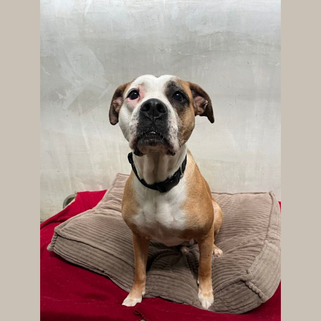 Photo of Shelby
