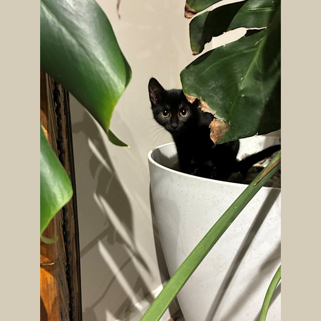 Photo of Hera