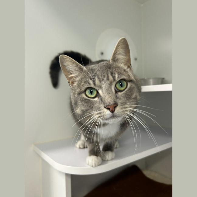 Photo of Merlin